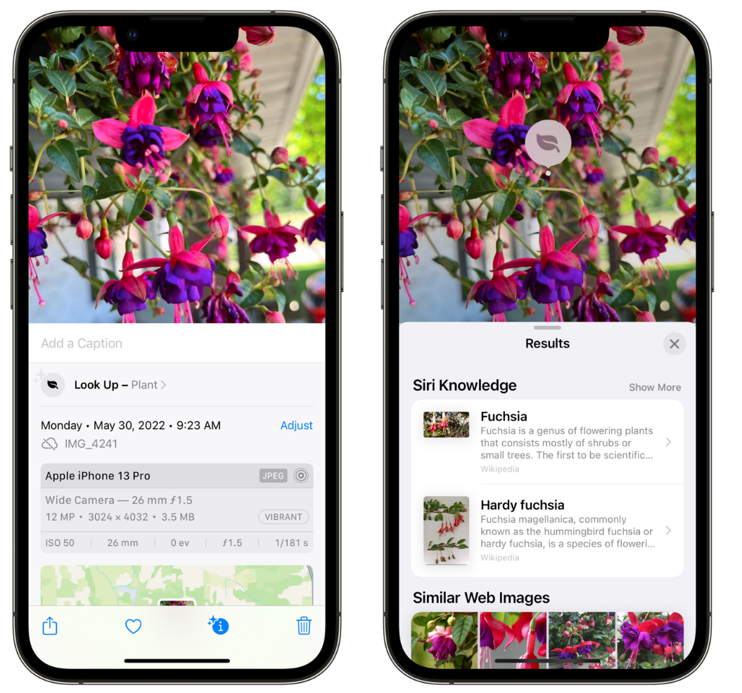 水富苹果手机维修分享小技巧：使用 iPhone 相机识别花卉植物 